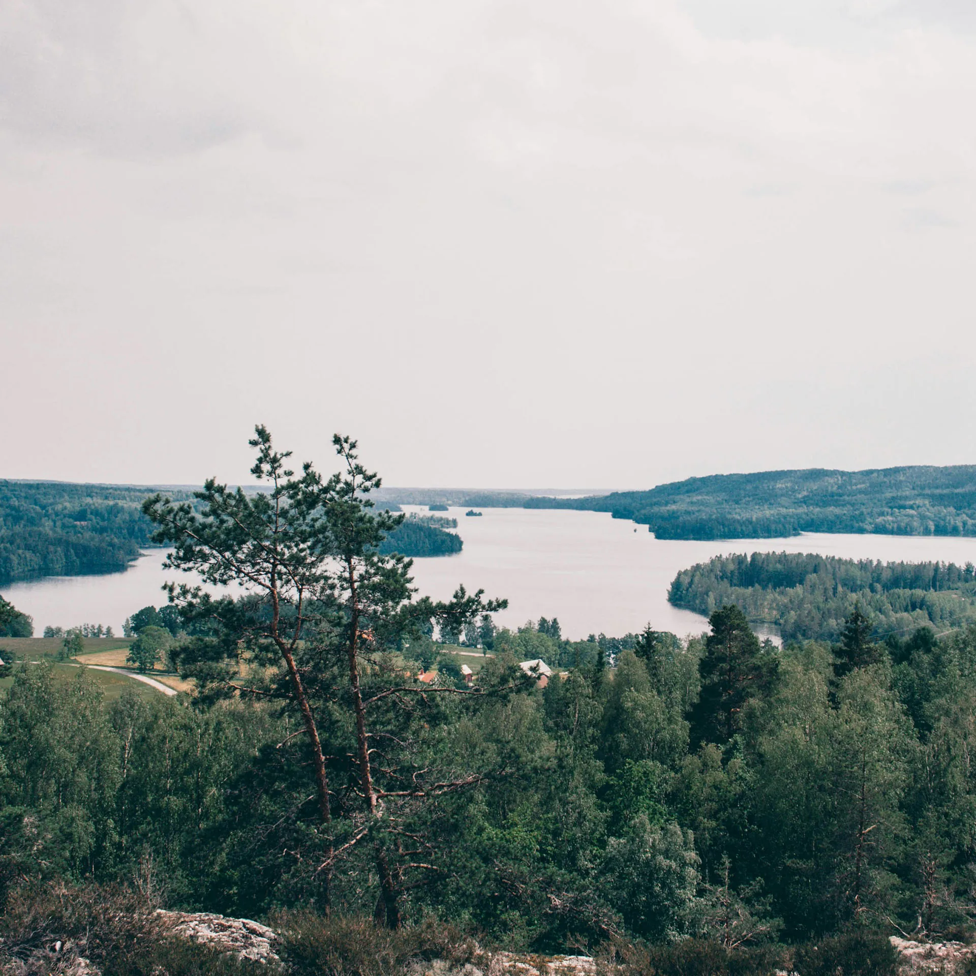 Naturbild från en höjd över skog och hav